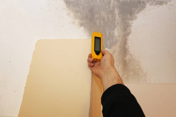 Reliable Boring, OR Mold Removal Solutions