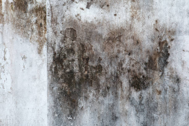 Best Asbestos and Lead Testing During Mold Inspection  in Bing, OR