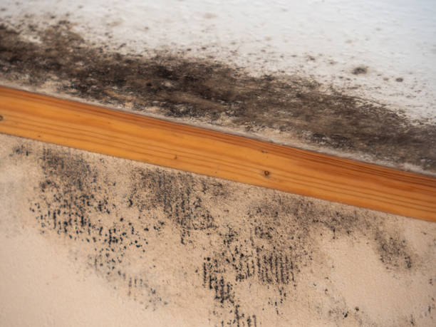 Biohazard Mold Removal in Boring, OR