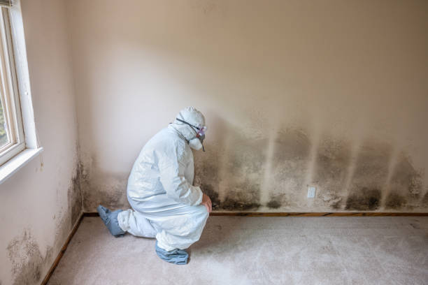 Environmental Consulting for Mold Prevention in Boring, OR